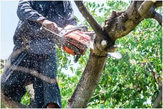 tree services Vinita